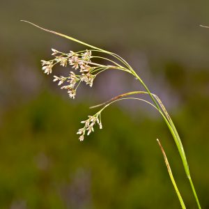 White Wood-rush
