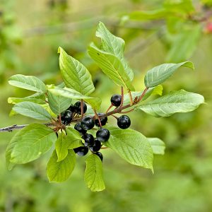 Alder Buckthorn