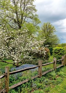 Apple tress in blossom in the orchard