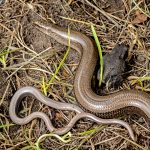 Slow-worm and Toad in the Reptile Refuge