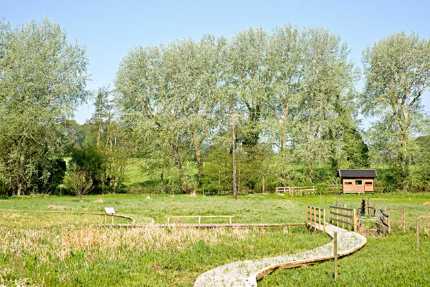 Grey Poplars beside the River Glaven at Natural Surroundings