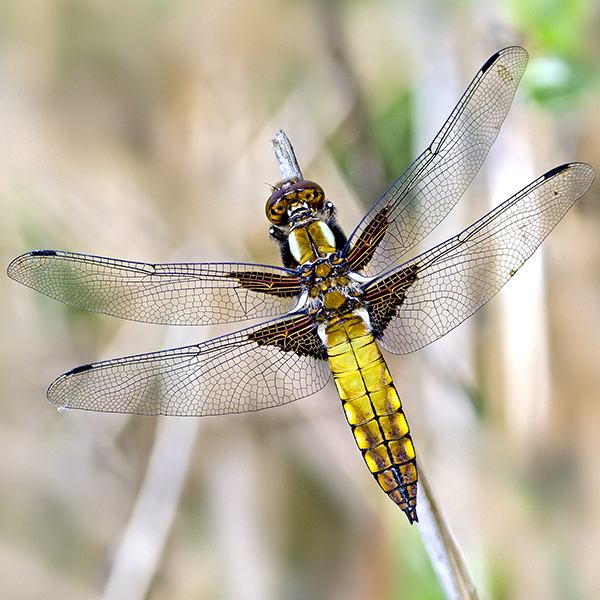 Broad-bodier Chaser female
