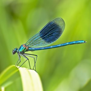 What insect is bashing against the outside of your window? Banded-Demoiselle-male-18-7-16-001-e1574615596352-300x300