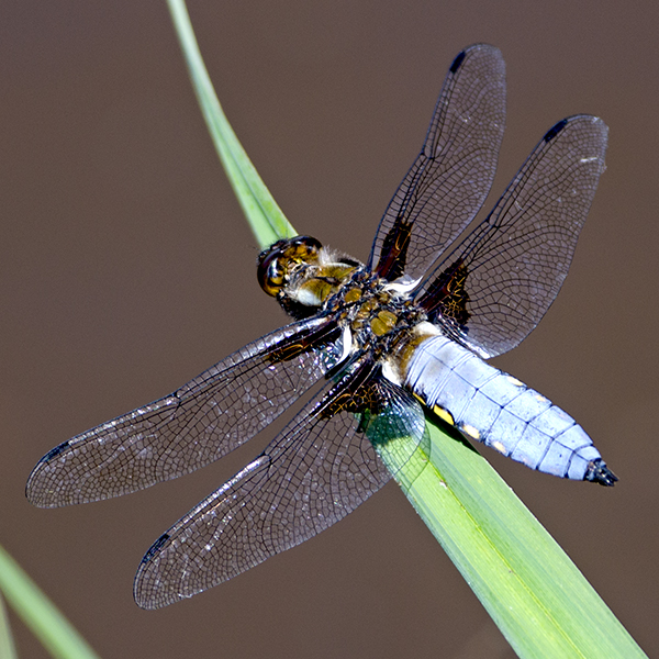 Broad-bodier Chaser male