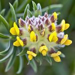 Kidney Vetch