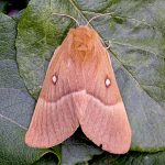 Oak Eggar