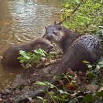 Otters on the River Glaven