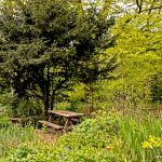 Yew tree and bench