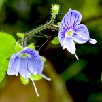 Wood Speedwell