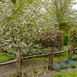 Apple blossom