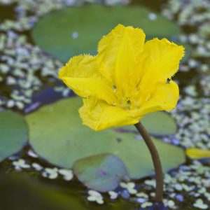 Fringed Waterlily