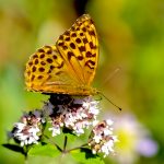 Silver-washed Fritillary in Bee Garden