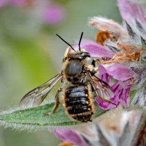 Wood Carder Bee-2608 Wool Carder Bee on Downy Woundwort