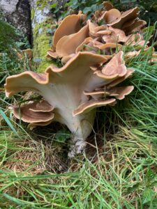 Giant Polypore-7027 Charcoal burner