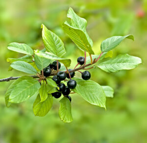 Alder Buckthorn