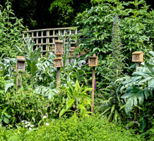 Bee Hotels at Natural Surroundings