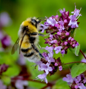 Bumblebee on Wild Marjoram