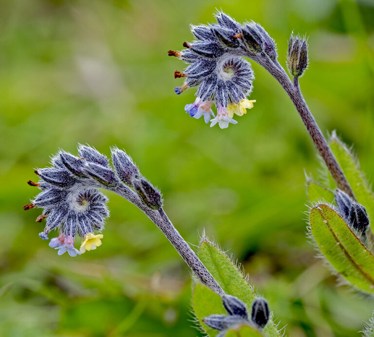 Changing Forgetmenot