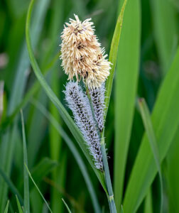 Lesser Pond Sedge