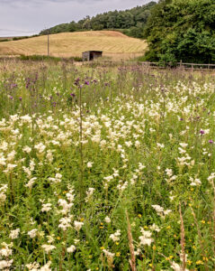 Meadowsweet in the wet meadows at Natural Surroundings