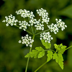 Rough Chervil