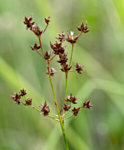Sharp-flowered Rush