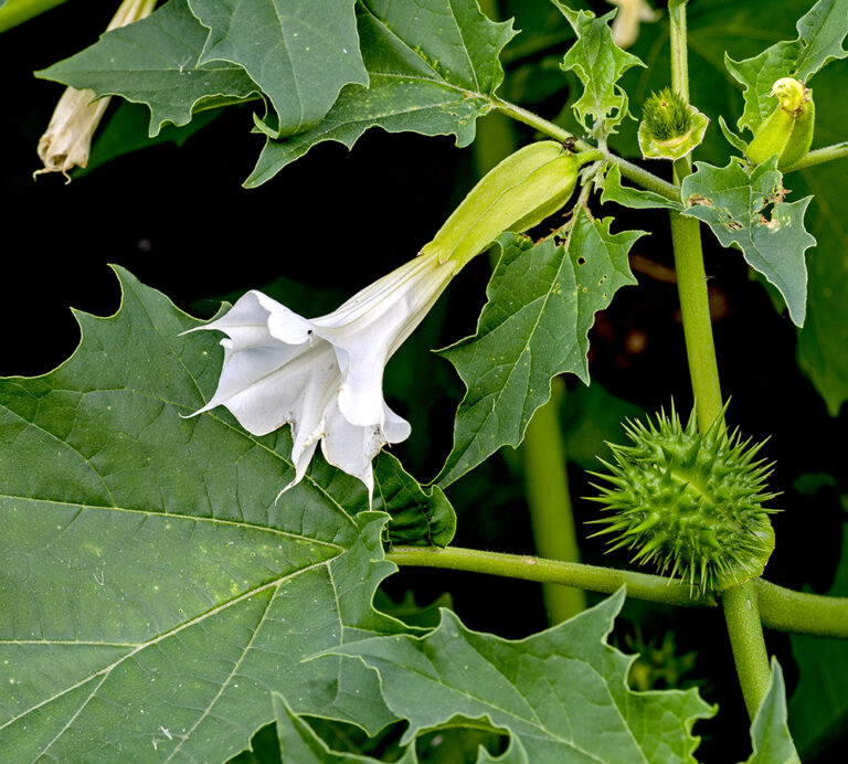 Thorn Apple