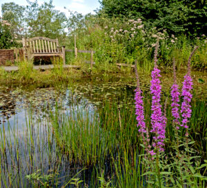 The Wildlife Pond at Natural Surroundings