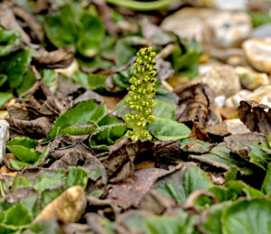 Gunnera cordifolia male flowers