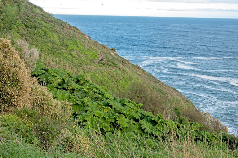 Gunnera growing on the Cornish coast at the Lizard