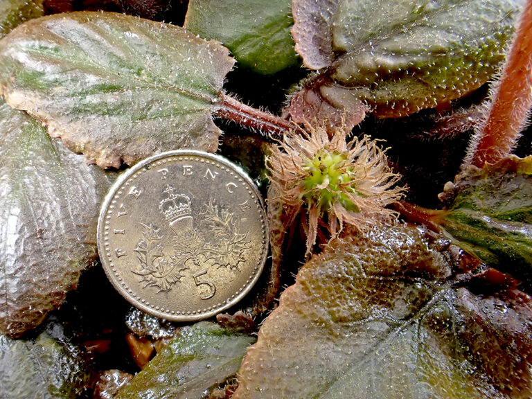 Gunnera prorepens female flowers