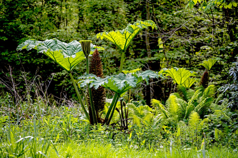 Gunnera x cryptica